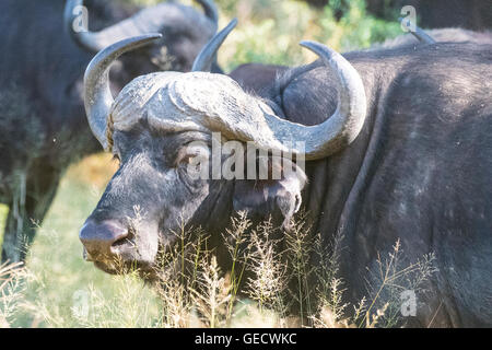 Cape ou Buffle africain Banque D'Images