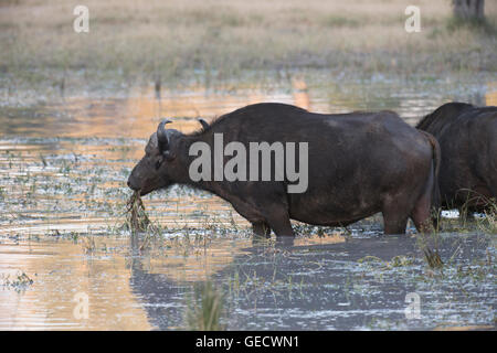 Buffle dans l'eau potable dans le Delta de l'Okavango Banque D'Images