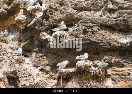 Nidification Kittiwake sur Marsden rock, Tyne and Wear, England, UK Banque D'Images