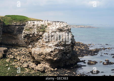 Pile avec la mer et les cormorans nicheurs mouette tridactyle, Whitburn, Tyne et Wear, Angleterre du Nord-Est, Royaume-Uni Banque D'Images