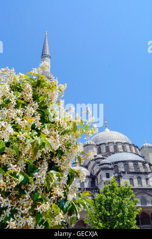 Minaret et dome avec fleurs feuilles sur fond de ciel Banque D'Images