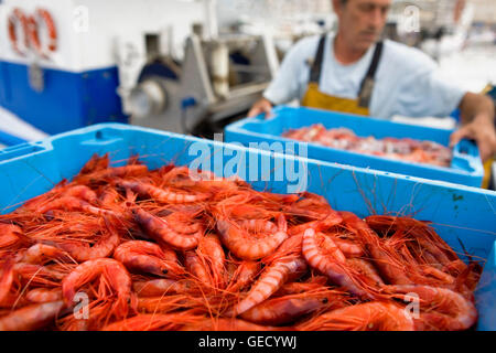 Palamós. Port. Déchargement du pêcheur de crevettes de Palamós prestigieux. Costa Brava. Province de Gérone. La Catalogne. Espagne Banque D'Images