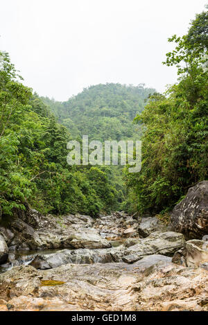 Petite rivière qui traverse une dense forêt vierge Banque D'Images