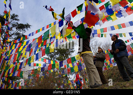 Durant le Losar, le nouvel an, la pendaison drapeaux de prière Tibetains dans Lhagyal Ri, près de Tsuglagkhang complex,McLeod Ganj, Dharamsala, Hi Banque D'Images