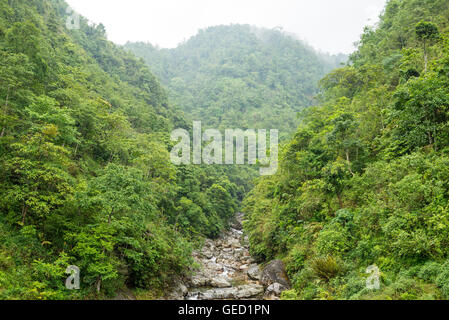 Petite rivière qui traverse une dense forêt vierge Banque D'Images