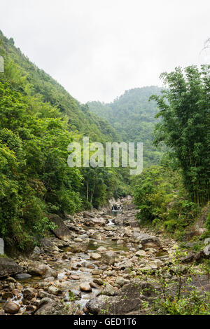 Petite rivière qui traverse une forêt dense jungle vierge Banque D'Images