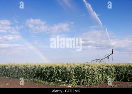Système d'irrigation à pivot central d'arroser un champ de maïs dans le nord de l'Illinois Banque D'Images
