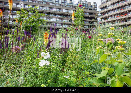 Fleurs d'été dans les jardins plantés de hêtre par Nigel Dunnett au Barbican Estate, Londres, UK Banque D'Images