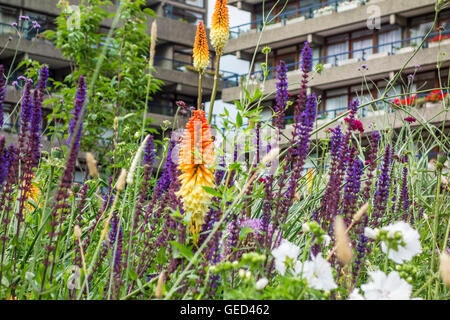 Fleurs d'été dans les jardins plantés de hêtre par Nigel Dunnett au Barbican Estate, Londres, UK Banque D'Images