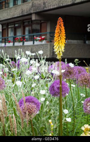 Fleurs d'été dans les jardins plantés de hêtre par Nigel Dunnett au Barbican Estate, Londres, UK Banque D'Images