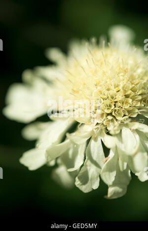 Close up d'un jaune pâle Cephalaria gigantea fleur. Banque D'Images