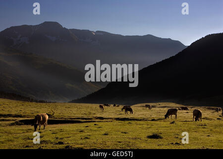 Les vaches en Plan de Beret,Aran,pyrénées, province de Lleida, Catalogne, Espagne. Banque D'Images