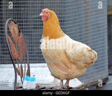 Un poulet sur une chaise Banque D'Images