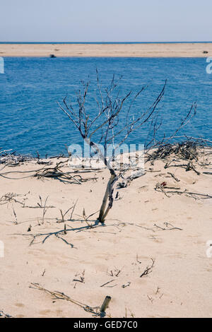 Plage de l'île de Chappaquiddick dans le Massachusetts. Banque D'Images