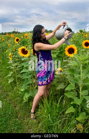 Jolie jeune femme brune, d'arroser le tournesol dans un champ de tournesol Banque D'Images