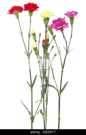 Beau bouquet d'œillets sur fond blanc Banque D'Images