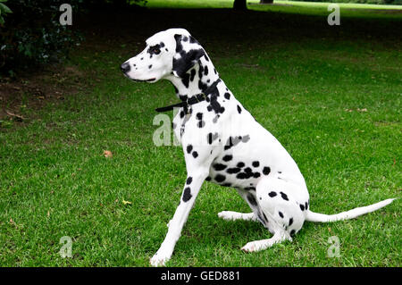 Chien dalmatien assis sur la pelouse Banque D'Images