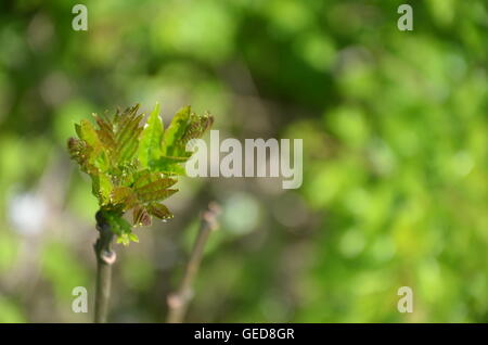 Printemps, vert, plante, blured, arrière-plan copie espace, extérieur, gros plan, naturels, biologiques, feuille, jardin botanique, lumineuse, ensoleillée, lumière, Banque D'Images