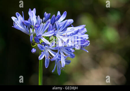 Lis de l'Afrique (Agapanthus praecox) croissant en été au Royaume-Uni. Banque D'Images