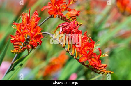 Montbretia 'Lucifer' (Crocosmia x crocosmiiflora plante) fleurs en été dans le West Sussex, Royaume-Uni. Coppertips alias 'Lucifer', Falling Stars 'Lucifer'. Banque D'Images