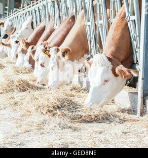 De nombreuses vaches mangeant du foin sur mangeoire. Banque D'Images