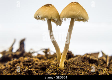 Deux mashrooms, nouvelle vie horizontale - nouvelle vie Banque D'Images