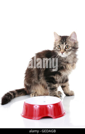 Angora allemand Cat. Tabby kitten assis près d'un bol d'alimentation. Allemagne Banque D'Images