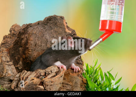 Plaqués Rat, animal Rat (Rattus norvegicus forma domestica) boire d'une bouteille d'eau. Allemagne Banque D'Images