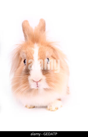 Lapin nain à tête de lion vu de face. Studio photo sur un fond blanc. Allemagne