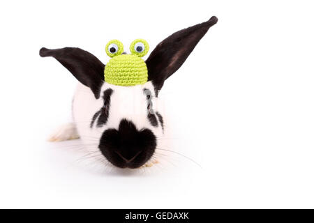 Lapin géant allemand vu de face, portant un chapeau de grenouille en bonneterie. Studio photo sur un fond blanc. Allemagne, Deutscher Riese / géant allemand Banque D'Images