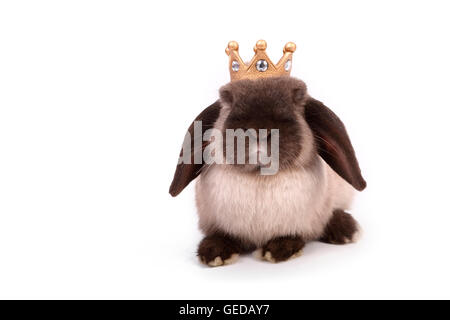 Lapin nain, Mini-lop vu de face, portant une couronne sur sa tête. Studio photo sur un fond blanc. Allemagne Banque D'Images