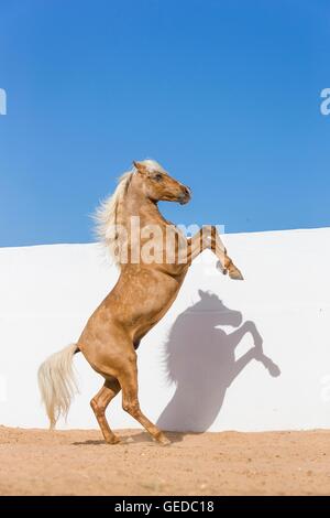 Barb Horse. Étalon Palomino élevage en enclos. Tunisie Banque D'Images