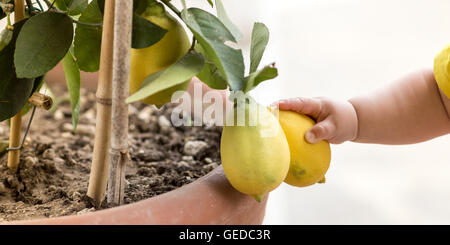 Mignon bébé de toucher certains citrons, découvrir la nature Banque D'Images