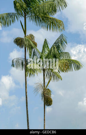 L'Açaï palm trees against a blue sky Banque D'Images