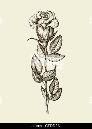 Hand drawn vintage rose. Vector illustration Illustration de Vecteur