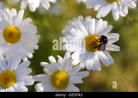 Oxeye Daisy avec Bourdon close up. Banque D'Images