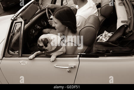 Femme en voiture transformable avec pug, Banque D'Images