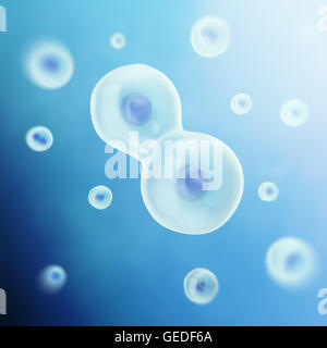 Les droits de l'animal, de la cellule se divise en deux cellules. Scientifique de la médecine, de la vie et de la biologie, la recherche moléculaire de l'ADN. 3d illustration Banque D'Images