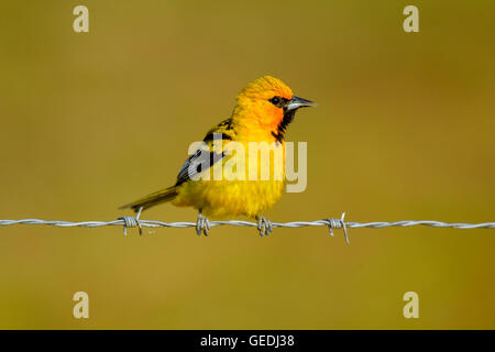 L'oriole à dos strie Icterus pustulatus El Tuito, Jalisco, Mexique 10 juin femme adulte Icteridae Banque D'Images