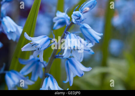 Pretty close-up of English bluebells en pleine floraison Banque D'Images