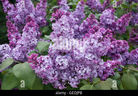 Bush lilas fleurissent dans Wellfleet, Massachusetts à Cape Cod Banque D'Images