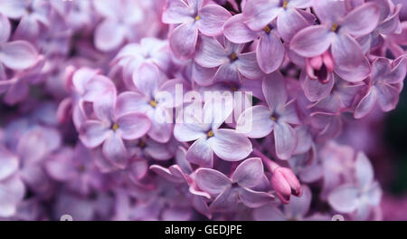 Bush lilas fleurissent dans Wellfleet, Massachusetts sur Cape Cod. Banque D'Images