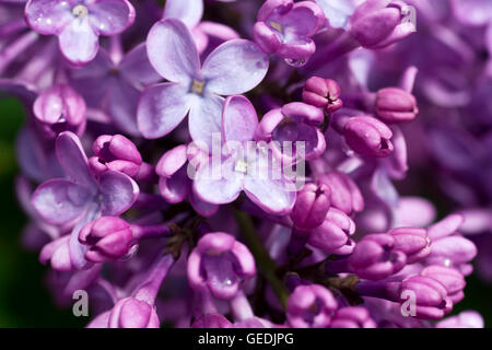 Bush lilas fleurissent dans Wellfleet, Massachusetts sur Cape Cod. Banque D'Images