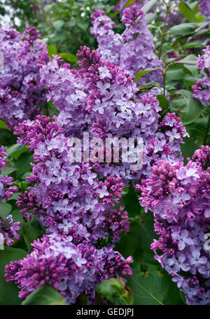 Bush lilas fleurissent dans Wellfleet, Massachusetts à Cape Cod Banque D'Images