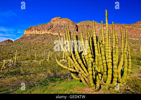 Géographie / voyages, USA, Arizona, Lukeville, tuyau d'Organe National Monument, Arizona, No-Exclusive-Utilisation Banque D'Images