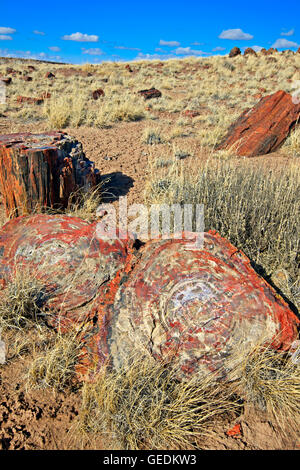 Géographie / voyages, USA, Arizona, Woodruff, Petrified Forest National Park, Arizona, No-Exclusive-Utilisation Banque D'Images