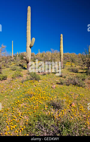 Géographie / voyages, USA, Arizona, Lukeville, Mexican gold poppy Eschscholzia, mexicana, Papaveraceae, tuyau d'Organe National Monument, Arizona, No-Exclusive-Utilisation Banque D'Images