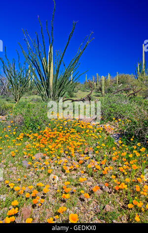 Géographie / voyages, USA, Arizona, Lukeville, Mexican gold poppy Eschscholzia, mexicana, Papaveraceae, tuyau d'Organe National Monument, Arizona, No-Exclusive-Utilisation Banque D'Images