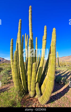 Géographie / voyages, USA, Arizona, Lukeville, orgue de barbarie, Stenocereus thurberi tuyau, tuyau d'Organe National Monument, Arizona, No-Exclusive-Utilisation Banque D'Images