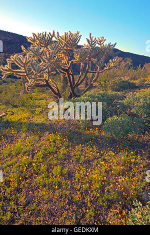 Géographie / voyages, USA, Arizona, Lukeville, tuyau d'Organe National Monument, Arizona, No-Exclusive-Utilisation Banque D'Images